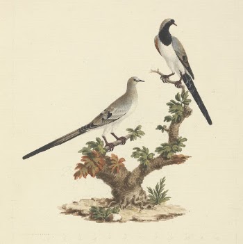 Oena capensis (Namaqua Dove) by Luigi | Free Photo - rawpixel