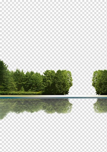 Of body of water, Tree Icon, Trees reflection transparent background PNG clipart