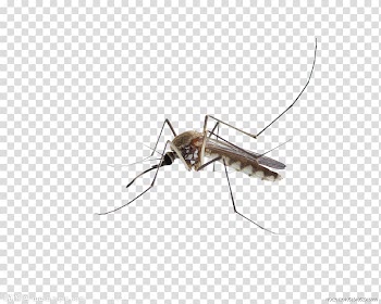 Of brown mosquito, Mosquito Insect Membrane, mosquitoes transparent background PNG clipart