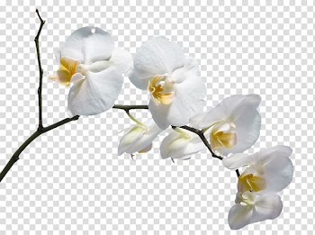 Of white petaled flowers, Moth orchids Flower Please God Send Me a Husband , A white flower transparent background PNG clipart