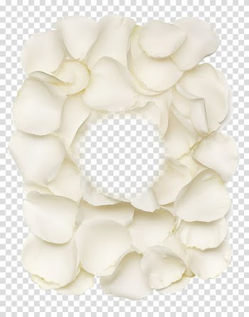 Of white petals border, Petal Beach rose Flower, White rose petals transparent background PNG clipart