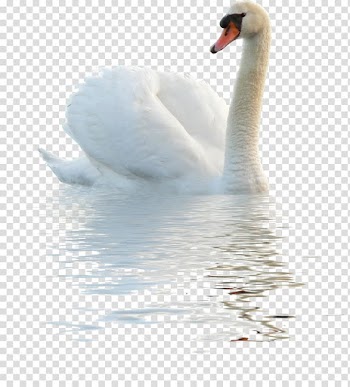 Of white swan on body of water, Cygnini Goose Bird Paper Duck, White Swan transparent background PNG clipart