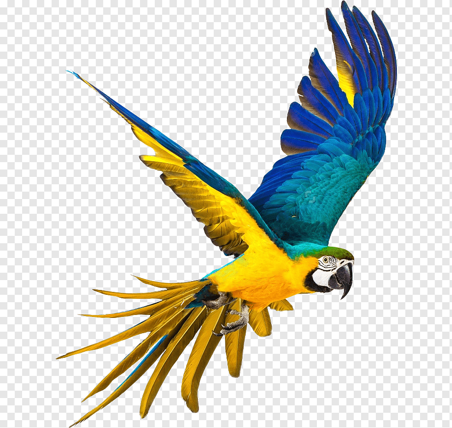 of yellow and blue feather bird, Parrot Bird Blue-and-yellow macaw graphy, parrot,Bako, white, animals, parakeet png
