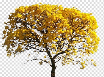 Of yellow leafed tree, Tree Rendering Landscape architecture, leaves watercolor transparent background PNG clipart