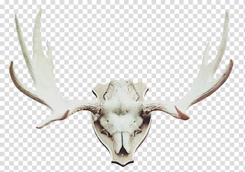 Oh my goth, white animal skull transparent background PNG clipart