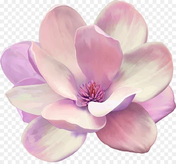 Oil painting Magnolia Canvas print Vector graphics - painting 