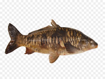 Oily fish Common carp Pond Fish products - cyprinus carpio 