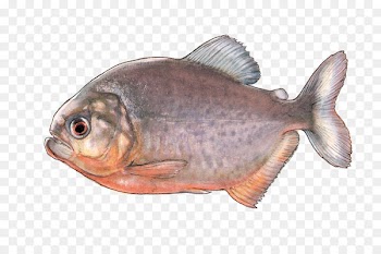 Oily fish Fish products Fauna Tilapia - fish 