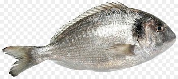 Oily fish Gilt-head bream Tilapia Seafood - 4k 