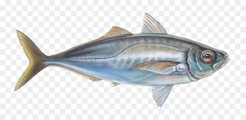 Oily fish Thunnus Mackerel Sardine - mackerel 