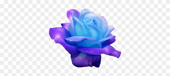 Ok Heres Another One I Wanted To Show U And Im Not - Real Blue Roses
