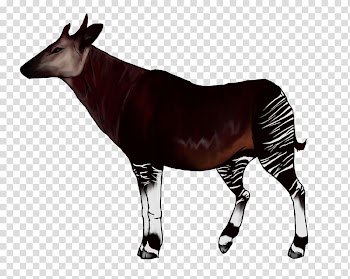 Okapi Giraffe Animal , giraffe transparent background PNG clipart