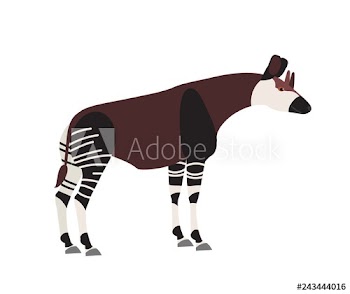 Okapi or forest giraffe isolated on white background