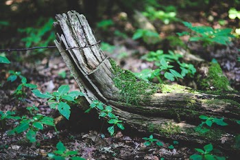 Old bough