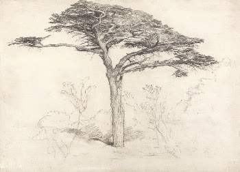 Old Cedar Tree in Botanic | Free Photo - rawpixel