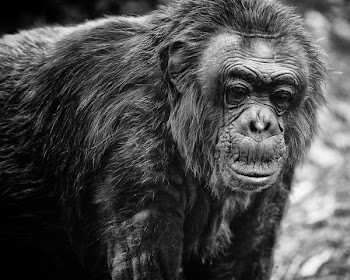 old_chimp.jpg