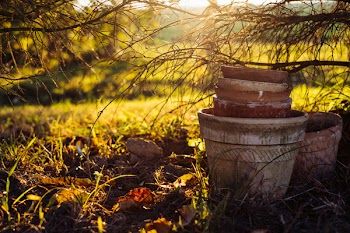 Old clay flower pots under a spruce 2