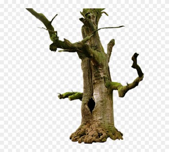 Old Dead Tree Drawing Download - Tree