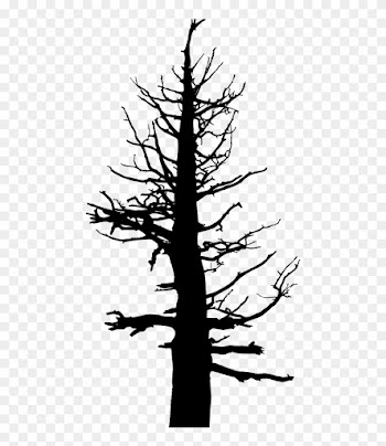 Old Dead Tree Silhouette - Tree