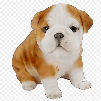 Old English Bulldog Olde English Bulldogge American Bulldog Toy Bulldog -  