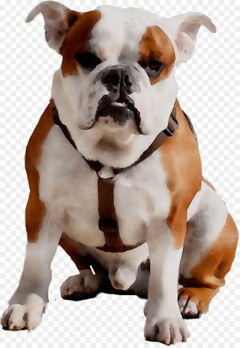 Old English Bulldog Olde English Bulldogge American Bulldog Valley Bulldog Toy Bulldog -  