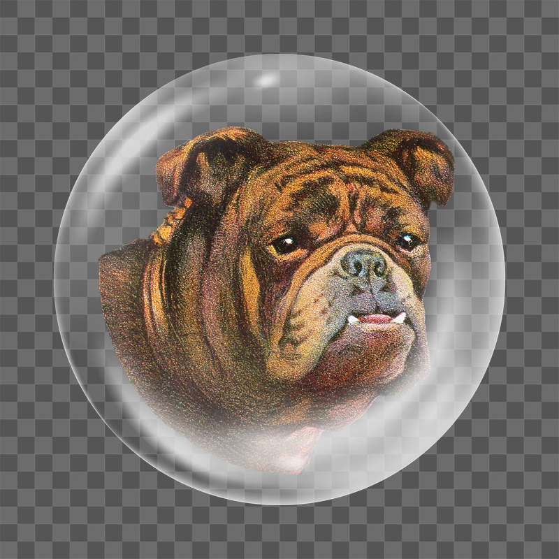 Old english bulldog png sticker, | Free PNG - rawpixel