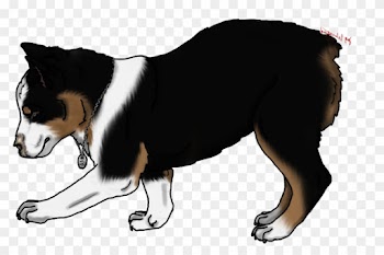 Old English Sheepdog Gender - Border Collie