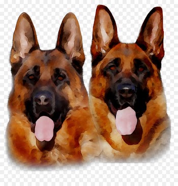 Old German Shepherd Dog King Shepherd Kunming wolfdog Puppy -  