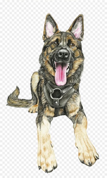 Old German Shepherd Dog King Shepherd Shiloh Shepherd dog East-European Shepherd - Vector wolf dog 