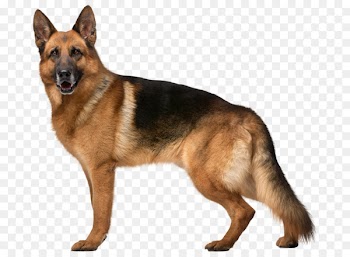Old German Shepherd Dog Kunming wolfdog Dog breed Pet harness - backpack 