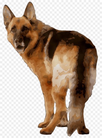 Old German Shepherd Dog Kunming wolfdog King Shepherd Dog breed -  