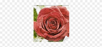 Old Grunge Background With Red Rose Wall Mural • Pixers® - Garden Roses