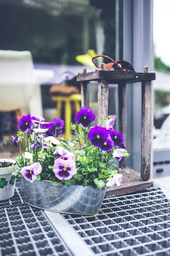 Old lantern &amp; pansies
