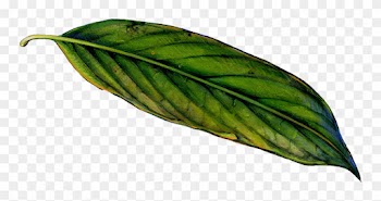 Old Leaf - Illustration