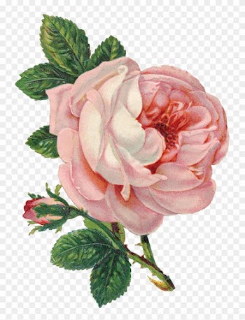 Old Marriage License Pink Rose Lilac N Lavender - Vintage Pink Rose