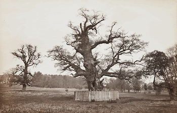 Old Oak, Penshurst, England. Original | Free Photo - rawpixel