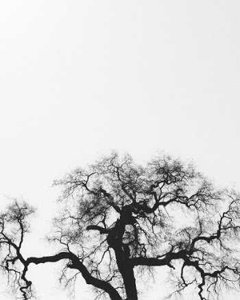 Old Oak Tree