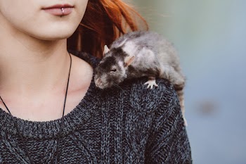 Old rat on a shoulder