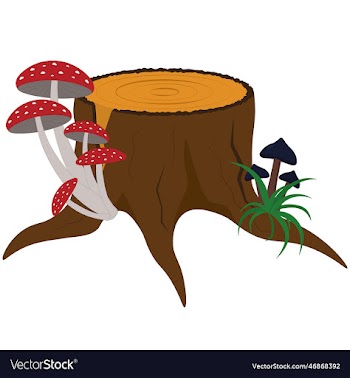 old rotten stump with fly agaric mushrooms