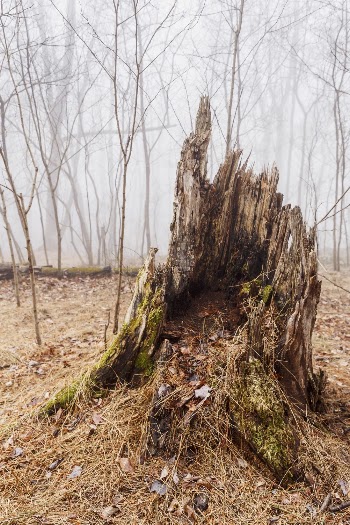 Old Stump, forest aesthetic. Free | Free Photo - rawpixel