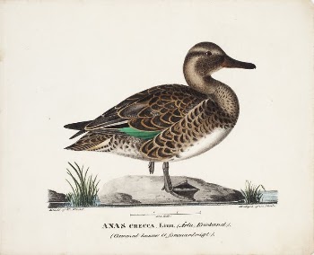 Old teal in summer plumage, | Free Photo - rawpixel