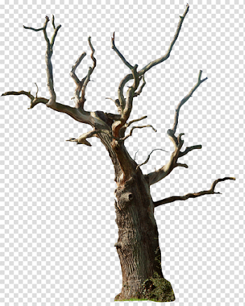 Old Tree PNG Photo