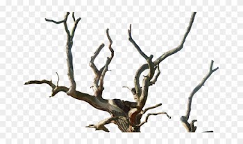 Old Tree Transparent