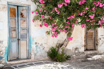 Old wooden doors, tree and Bougainvillea flowers, Paros, Greece....