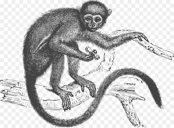 Old world monkeys Ape Vector graphics Clip art - monkey 