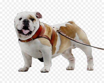 Olde English Bulldogge Toy Bulldog Dog breed Companion dog -  