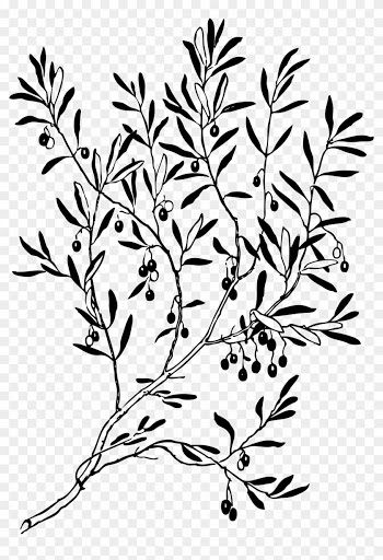 Olive Branch 1 Black White Line Art Coloring Book Clipart - Olive Tree Illustration Png
