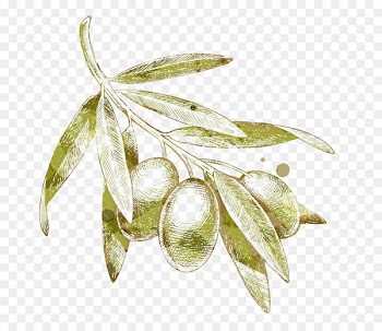 Olive branch Drawing - Yellow olives 