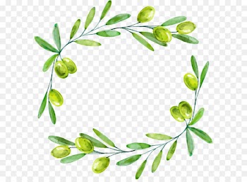 Olive branch Euclidean vector - Drawing green olives decorative borders 