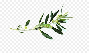 Olive branch Flower Clip art - olive branch 